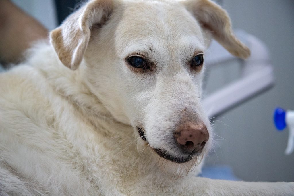 Dierenarts onderzoekt een hond op de behandeltafel